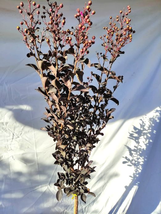 Lagerstroemia Black Diamond Shell pink na kmeni